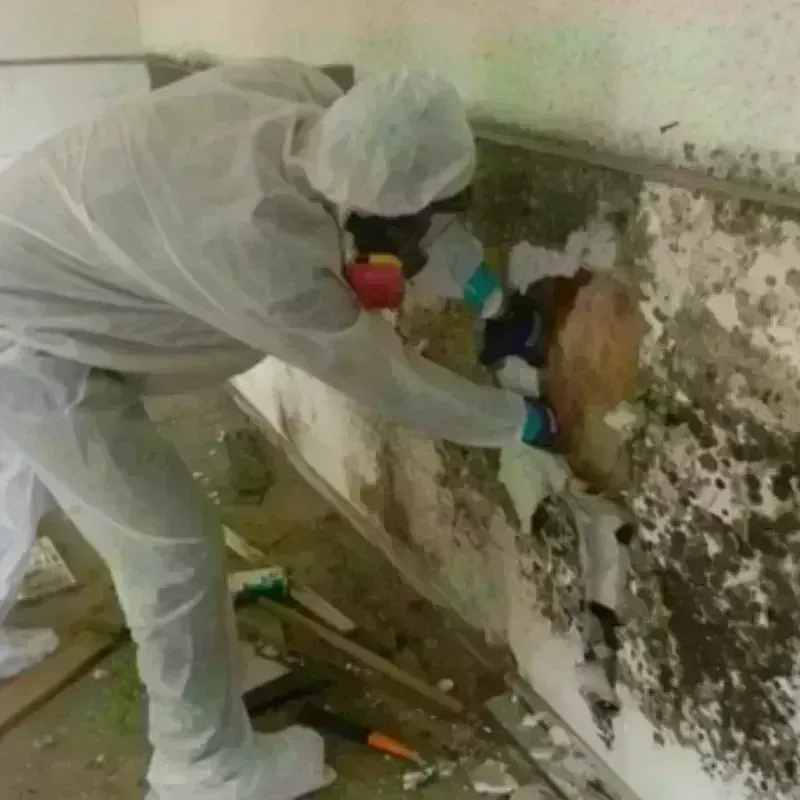 Mold Remediation and Removal in Massac, KY